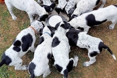 Puppies feeding