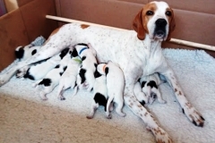 Pearl with puppies
