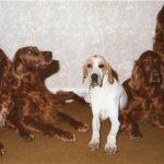 Irish Setters and Pippa